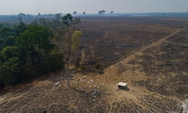 Brazil: Amazon deforestation drops 34% in first six months under Lula