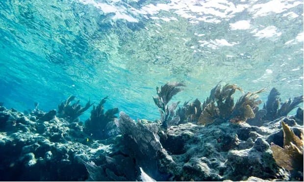 Florida ocean records ‘unprecedented’ temperatures similar to a hot tub
